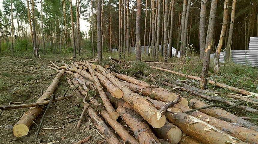 Губернатор поручил организовать ежедневную охрану Северного леса