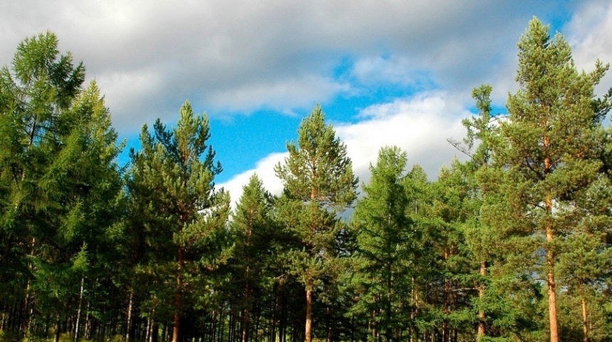Власти Воронежской области поддержали желание воронежцев оставить Северный лес зоной тихого отдыха