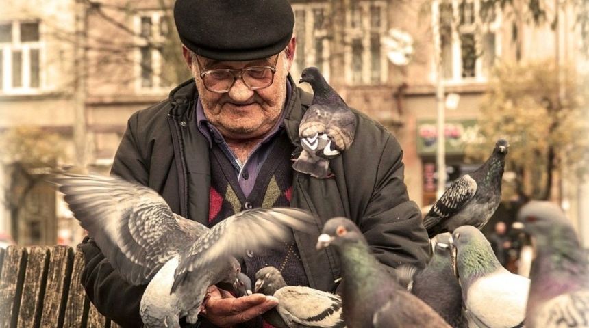 Воронежцы просят управляющие компании покормить голубей и усмирить шумных соседей