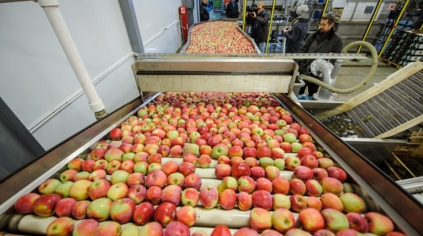 Инвестпроект «Острогожсксадпитомника» обеспечит 150 рабочих мест и круглогодичную поставку яблок на рынок