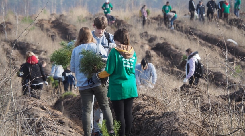 В рамках акции «Сад памяти» в лесничествах региона посадят 35 тысяч молодых деревьев