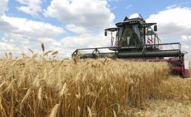 В Воронежской области собрано 4 млн тонн зерновых