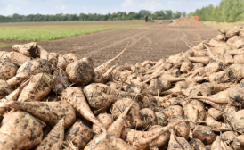 Воронежские аграрии собрали третью часть урожая сахарной свеклы
