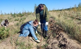 Более 1,5 млн сеянцев посадили в Воронежской области