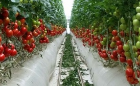 В Воронежской области в 2024 году появится еще один тепличный комплекс по выращиванию овощей