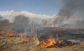 Первые ландшафтные пожары были потушены в Воронежской области 