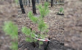 В Воронежской области высадят 18 гектаров леса
