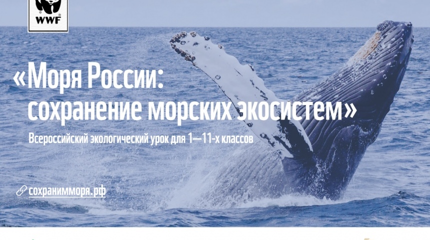 Учителей Воронежской области приглашают провести экоурок о сохранении морских экосистем