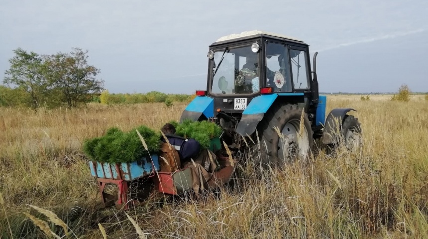 В Воронежской области посадили 1175 гектаров нового леса