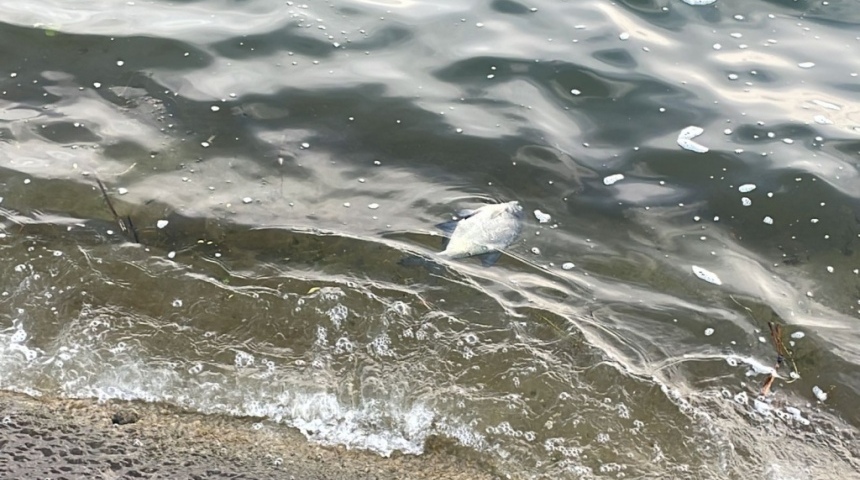 В Воронежском водохранилище массово гибнет рыба