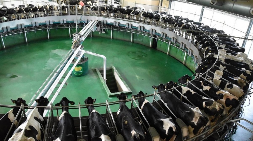 Воронежская область удерживает лидирующие показатели по производству молока и мяса