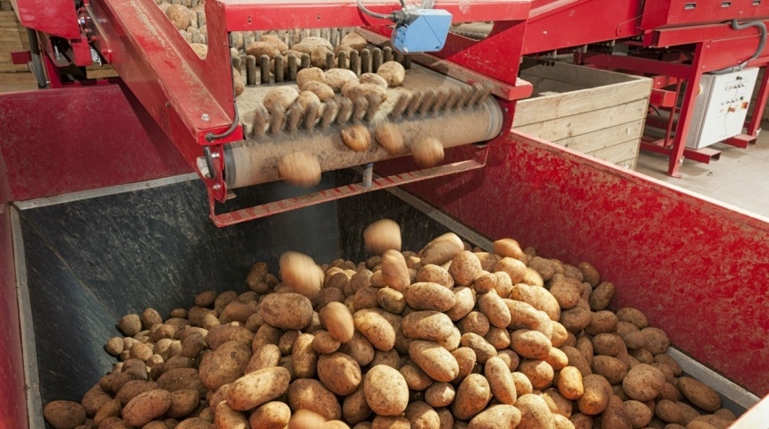 Инвестиции в производство картофеля фри в Воронежской области составят около 1,5 миллиардов рублей