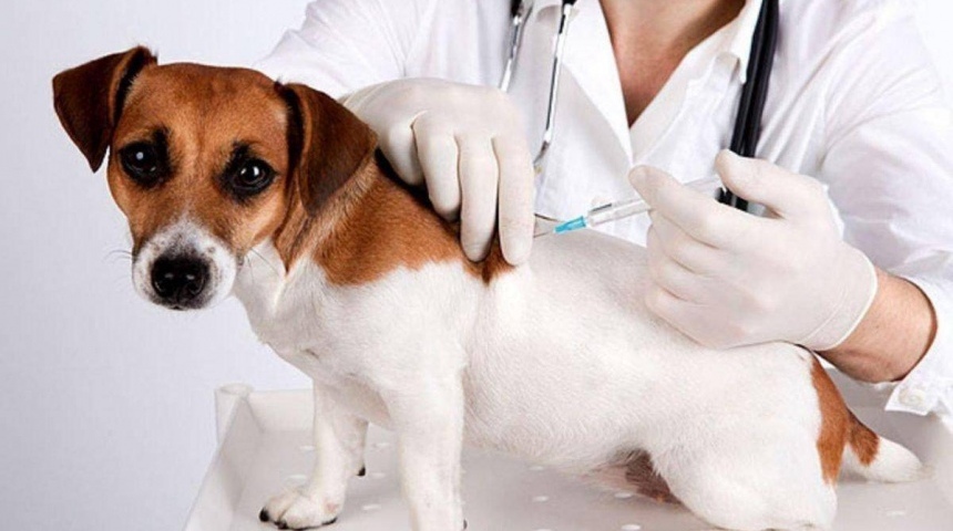 Прививки от бешенства домашним животным в Воронеже сделают бесплатно