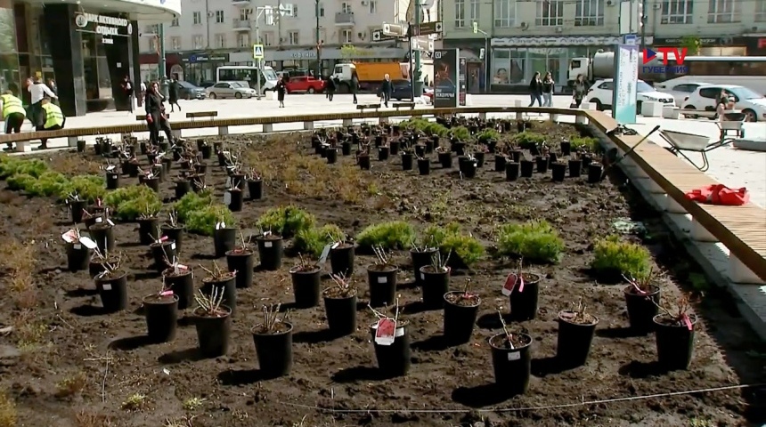 В центре Воронежа высадят 300 розовых кустов