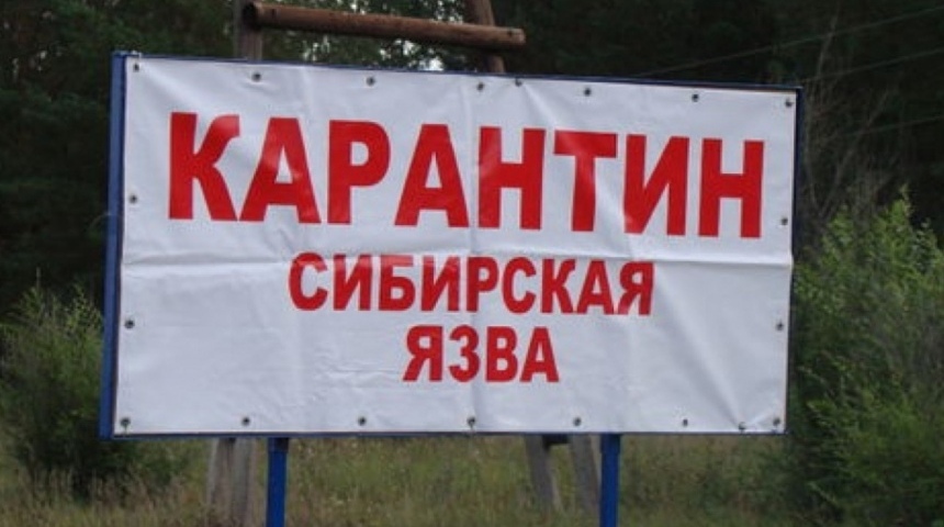 В одном из районов Воронежской области введен карантин из-за особо опасной инфекции