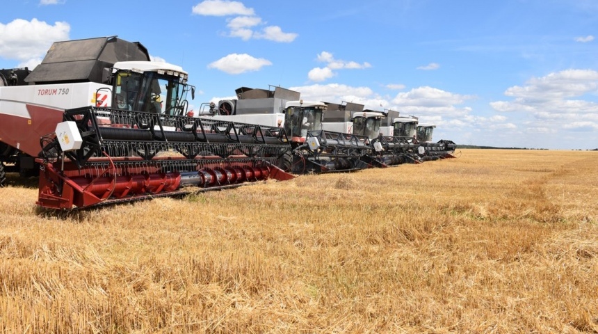 Калачеевские аграрии намолотили более 200 тыс. тонн зерна