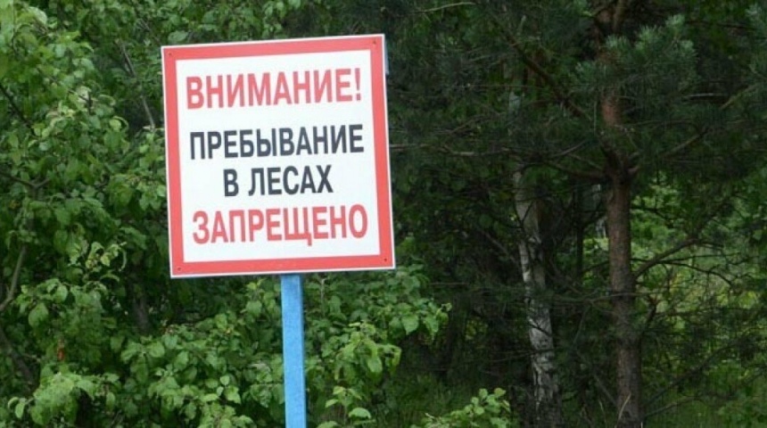 В Воронежской области запрет на въезд в леса продлили до середины октября