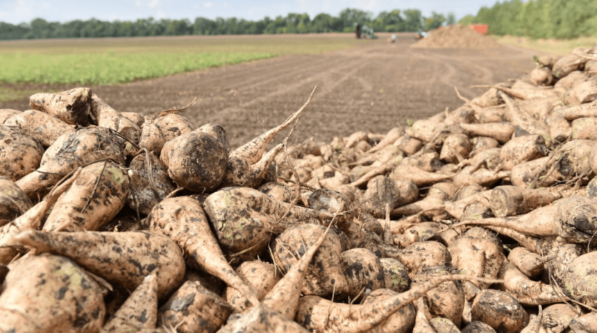 Воронежские аграрии собрали третью часть урожая сахарной свеклы