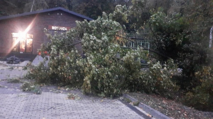 Сильный ветер обрушил в Воронеже более 40 деревьев