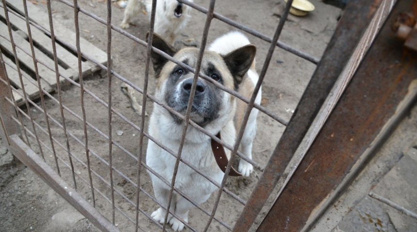 В Воронеже появится приют для бездомных животных