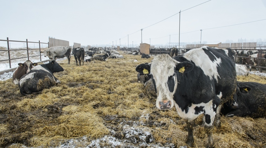 Александр Гусев: «В этом году в регионе будет произведен 1 миллион тонн молока»