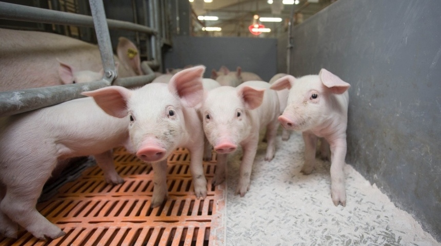 В Воробьевском районе открыт новый свиноводческий комплекс ГК «АГРОЭКО»