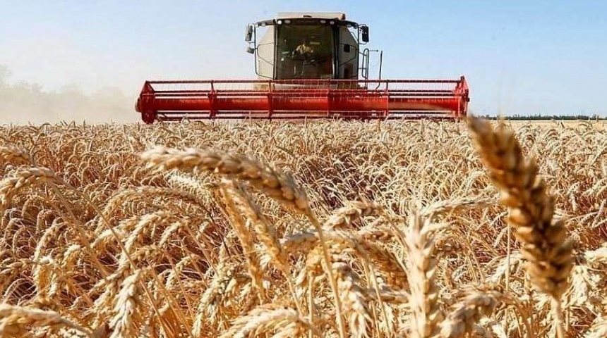 В Воронежской области собран четвертый миллион тонн зерна