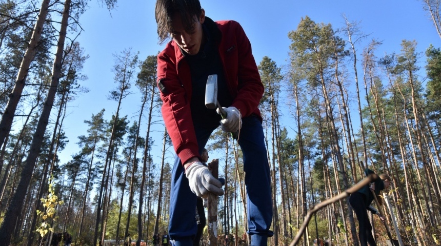 В Северном лесу на месте срубленных сосен высадили 300 берез