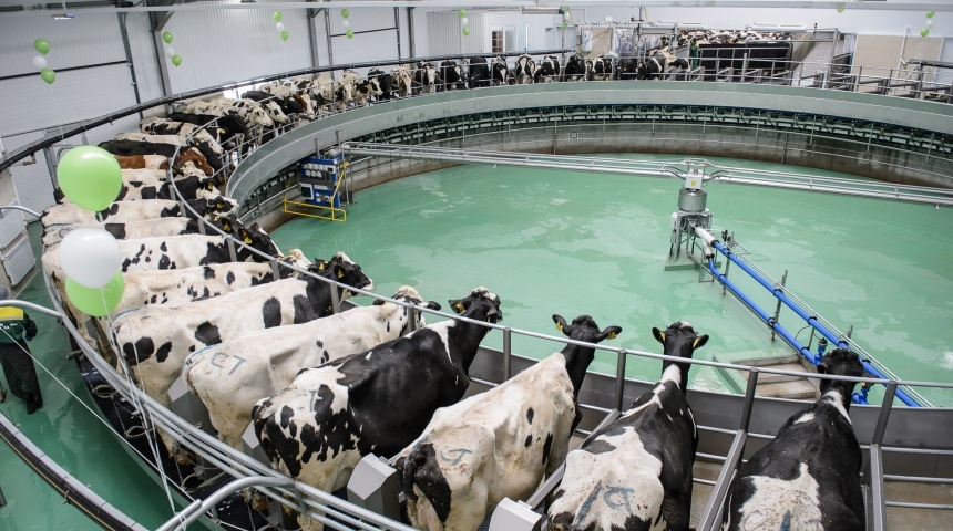 Современный молочный комплекс в Верхнемамонском районе даст селу 120 рабочих мест