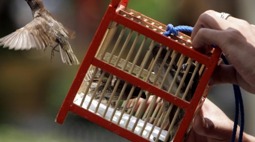 Экологи призывают воронежцев не покупать диких птиц на Благовещение