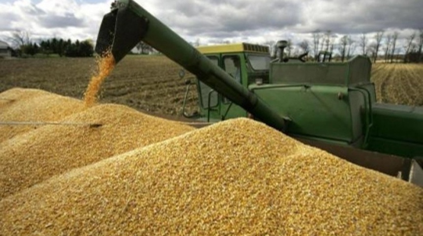 В Воронежской области будет построен завод по глубокой переработке зерна амаранта