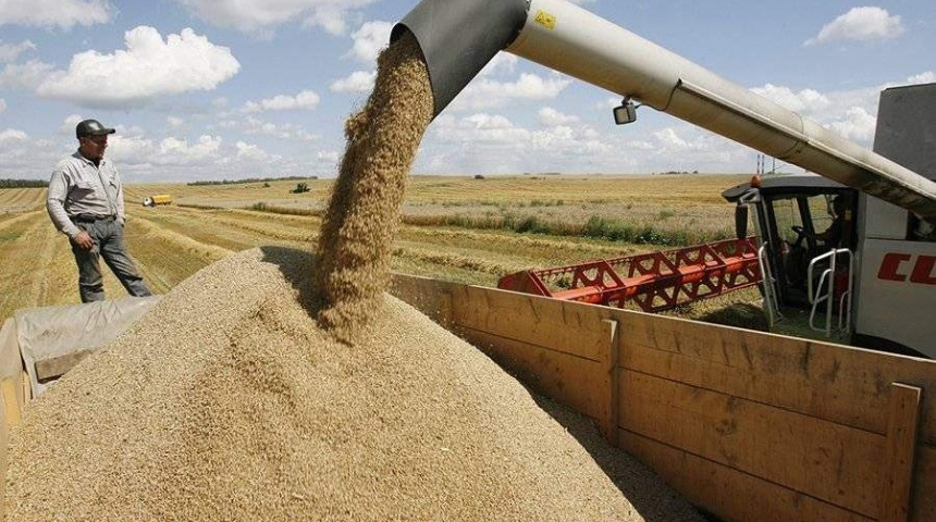 Экспорт зерна из Воронежской области вырос на 33 процента