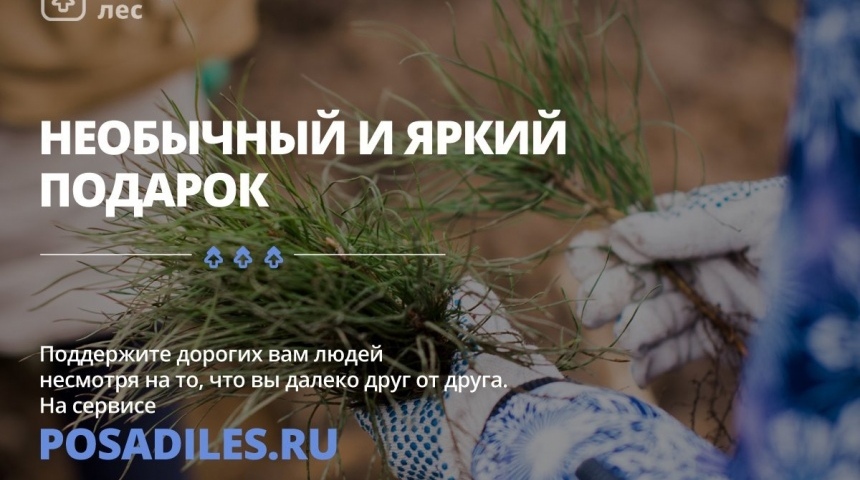 В честь Нового года россиян приглашают подарить стране 100 тысяч ёлок