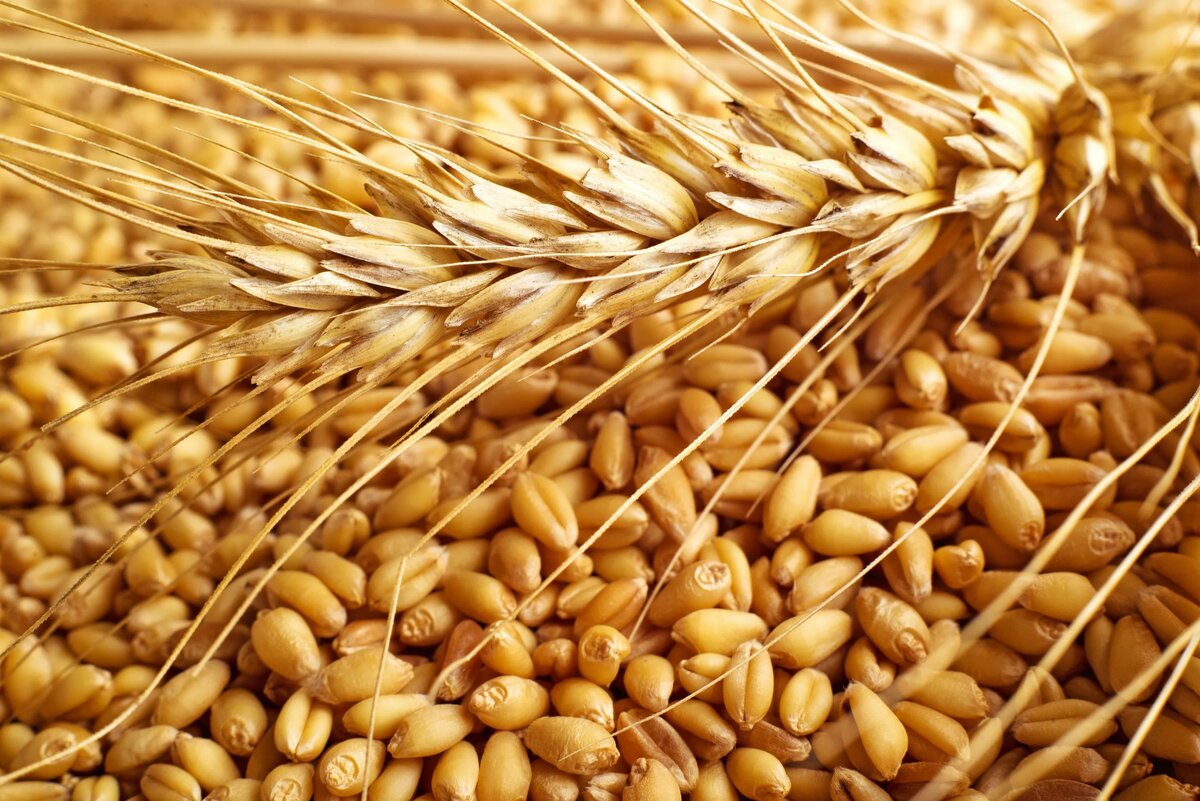 Пшеничные зерна